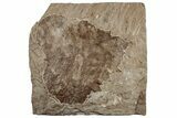 Fossil Sycamore Leaf (Platanus) - Nebraska #262314-1